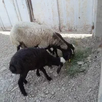 فروش گوسفند معروف sureioe  شـالـئ اصیل|حیوانات مزرعه|یزد, |دیوار