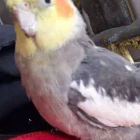 پرنده گمشده|حیوانات|دهلران, |دیوار