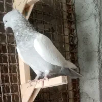 ماده سینه سوسنی|پرنده|مرودشت, کوشک|دیوار