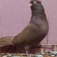 کبوتر|پرنده|تبریز, |دیوار