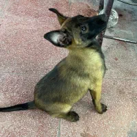 واگذاری سگ‌ مالینویز|سگ|پره‌سر, |دیوار