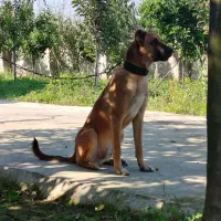 سگ‌ نگهبان|سگ|قائم‌شهر, |دیوار