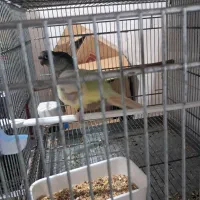 گرینچک و طوطی خورشیدی|پرنده|بندرعباس, |دیوار