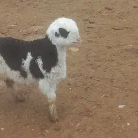 ۳ راس میش دوقولو زا با ۶ تا بره