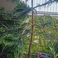 کاج مطبقی|گل و گیاه طبیعی|اقبالیه, |دیوار