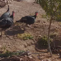 بوقلمون نر وماده