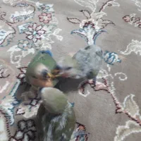 طوطی برزیلی سرلاکی