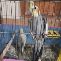 عروس هلندی