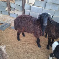 فروش سه عدد بره نر پلواری و دوعد میش بره|حیوانات مزرعه|مشهد مرغاب, |دیوار