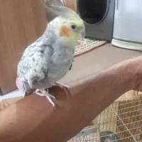 عروس هلندی|پرنده|تهران, مسعودیه|دیوار