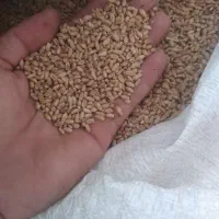گندم بذری تناژ بالای تیرگان