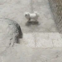 واگذاری سگ تل ،نژاد میکس پامر و پیکنیز،