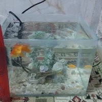 آکواریوم شیشه خم درجه یک