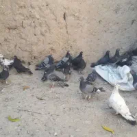 چمن‌بید|پرنده|آشخانه, |دیوار