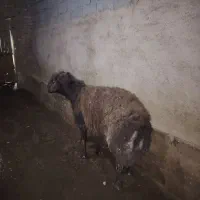 قوچ هترو|حیوانات مزرعه|چناران, |دیوار