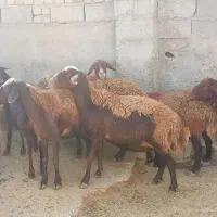 ۲۲ راس میش داشتی