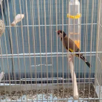 سهره|پرنده|شهر ری, صفاییه (چشمه علی)|دیوار