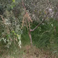 نهال سنجد حاج حسین|خدمات باغبانی و درختکاری|آذرشهر, |دیوار