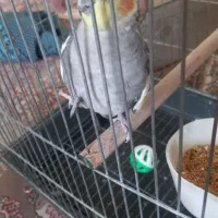 عروس هلندی نر