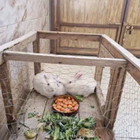 خرگوش|موش و خرگوش|مبارکه, |دیوار