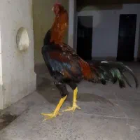 خروس لاری|حیوانات مزرعه|کلاچای, |دیوار