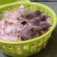 جوجه سهره سرلاکی