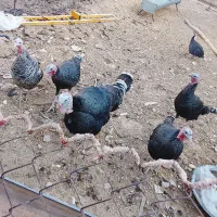 بوقلمون جوان وسرحال