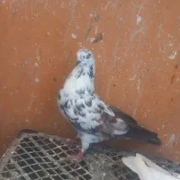 کفتر|حیوانات|بندرعباس, |دیوار