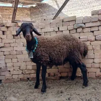 میش|حیوانات مزرعه|تربت جام, میان جام|دیوار
