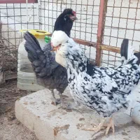 ۹ مرغ و یک خروس گلین پنگوئنی عتیقه