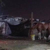 اسب اصیل