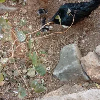 مرغ سیاه‌ باچهارتوجوجه