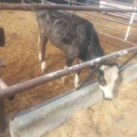 7 راس گوساله نر|حیوانات مزرعه|طسوج, |دیوار