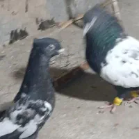 سینه سیاه