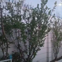 خانه-اجاره-ای-واوان
