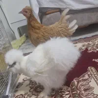 مرغ ابریشمی زیبا