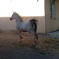 اسب مادیون کرد|اسب و تجهیزات اسبسواری|بروجرد, |دیوار