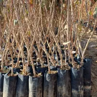 نهال پسته حمید|خدمات باغبانی و درختکاری|مهریز, |دیوار