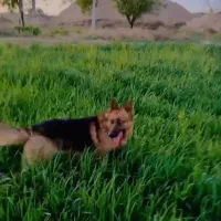 سگ ژرمن نر جنس دار