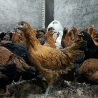 فروش ویژه مرغ جوان بومی گلپایگانی مخصوص تخمگذاری