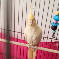 فروش عروس هلندی