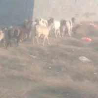 ۵ عد د بز ماده