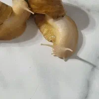 حلزون|خزنده|تهران, شهرک ولیعصر جنوبی|دیوار