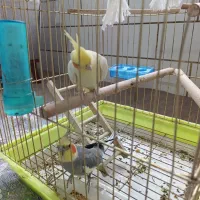 یک جفت عروس هلندی سخنگو