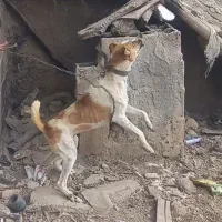 سگ نگهبان سفت