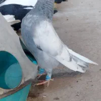 سینه سبز و آبی شهرستان