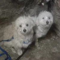 سگ سفید خوشکل