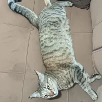 واگذاری گربه  dsh|گربه|تهران, هفده شهریور|دیوار