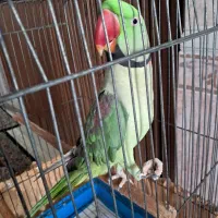 شاه طوطی فول سخنگو|پرنده|قشم, |دیوار