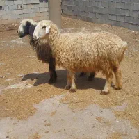 دو راس شیشک چاق مست